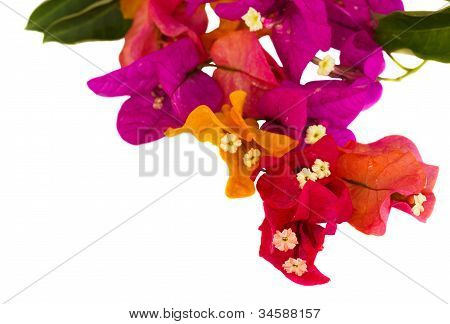 Das Bougainvillea-BlÃ¼ten