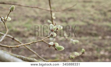 The First Buds Of Willow Verba On The Coast Of The Gulf Of Riga