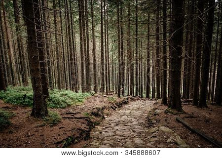 Stone Road In A Coniferous Forest In The Mountains