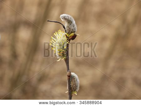 The First Buds Of Willow Verba On The Coast Of The Gulf Of Riga
