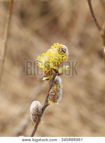 The First Buds Of Willow Verba On The Coast Of The Gulf Of Riga
