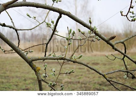 The First Buds Of Willow Verba On The Coast Of The Gulf Of Riga