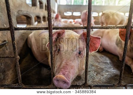 Young Pigs In Hog Farms, Pig Industry
