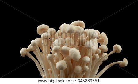 A Clump Of White Beech Mushroom (white Shimeji) Hypsizygus Marmoreus On White