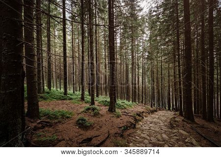 Stone Road In A Coniferous Forest In The Mountains