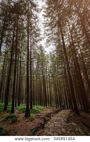 Stone Road In A Coniferous Forest In The Mountains