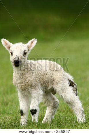 Frühling lamb