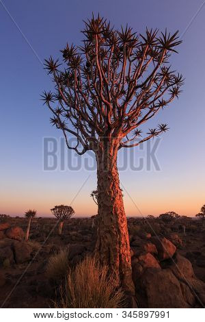 Silhouette Of A Quiver Trees , Aloe Dichotoma, At Orange Sunset With Carved Branches On Against The 