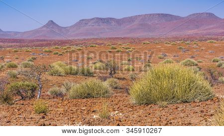 Scenic View Of The Palmwag Concession Area With Milkbushes In Namibia In Africa.