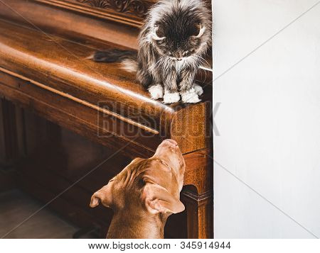 Cute Puppy And Loveable Kitten. Close Up