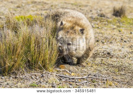 Maria Island, Tasmania, Australia- March 2019: Wombat (vombatus Ursinus) Grazing In The Australian B