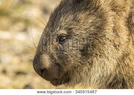 Maria Island, Tasmania, Australia- March 2019: Wombat (vombatus Ursinus) Grazing In The Australian B
