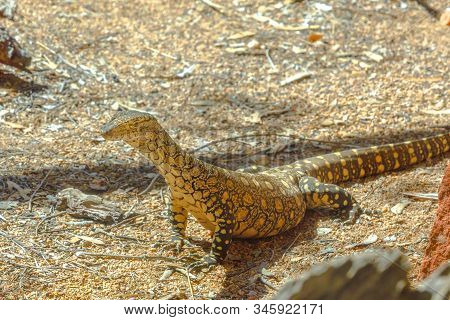 Side View Of Perentie, Varanus Giganteus, The Largest Monitor Lizard Or Goanna Native To Australia, 
