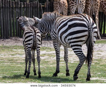 Baby Zebra sussurra paroline dolci nell'orecchio di Mama