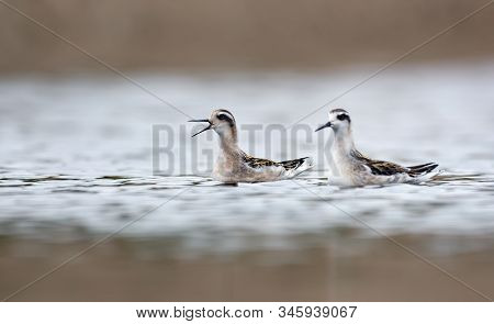 Two Young Red-necked Phalaropes Swim Together And Cry Loudly In Cloudy Weather