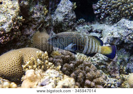 Peacock Hind Grouper Fish ,blue Spotted Grouper
(cephalopholis Argus) In The Tropical Coral Reef