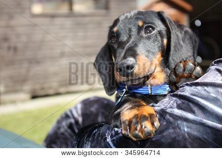 Miniature Dachshund Dog