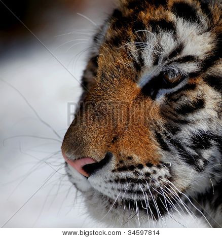 La tigre