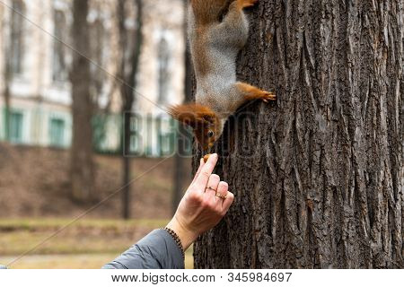 Squirrel Slid Off A Tree In A Forest And Trying To Grab A Nut From His Hands