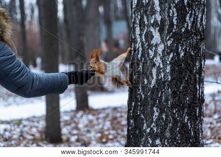 Fluffy Wild Squirrel From A City Park In Winter Jumps On His Hands For The Sake Of Pine Nuts
