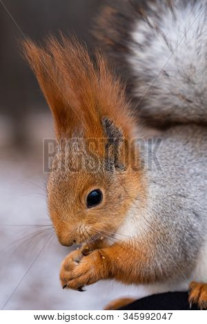 Fluffy Wild Squirrel From A City Park In Winter Sits On His Hand And Eats A Pine Nut In Macro Shot