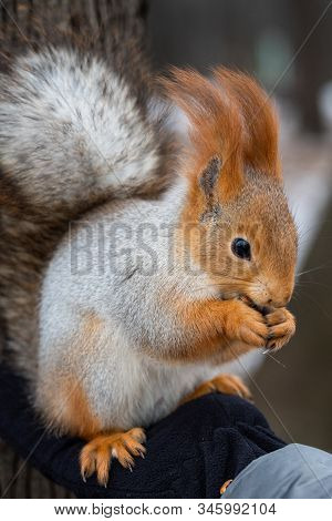 Fluffy Wild Squirrel From A City Park In Winter Sits On His Hand And Eats Pine Nuts