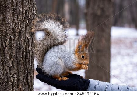 Fluffy Wild Squirrel From The City Park In Winter Eating Pine Nuts On The Hands Of A Girl