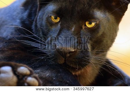 The Leopard (panthera Pardus) Portrait. Melanistic Leopard Are Also Called Black Panther.