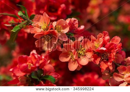 Close-up Red Flowers Of Chaenomeles Japonica Shrub (japanese Quince Or Maule's Quince). Spring Backg