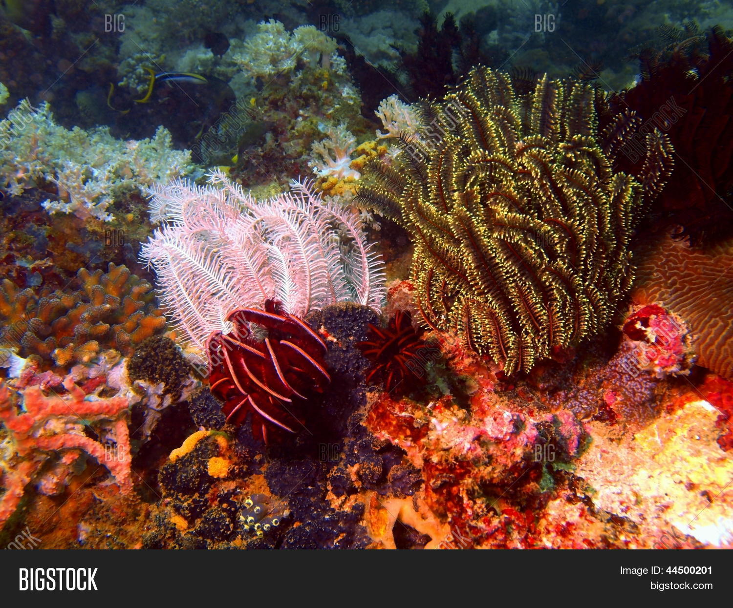 Sea Lily Philippine Image & Photo (Free Trial) Bigstock