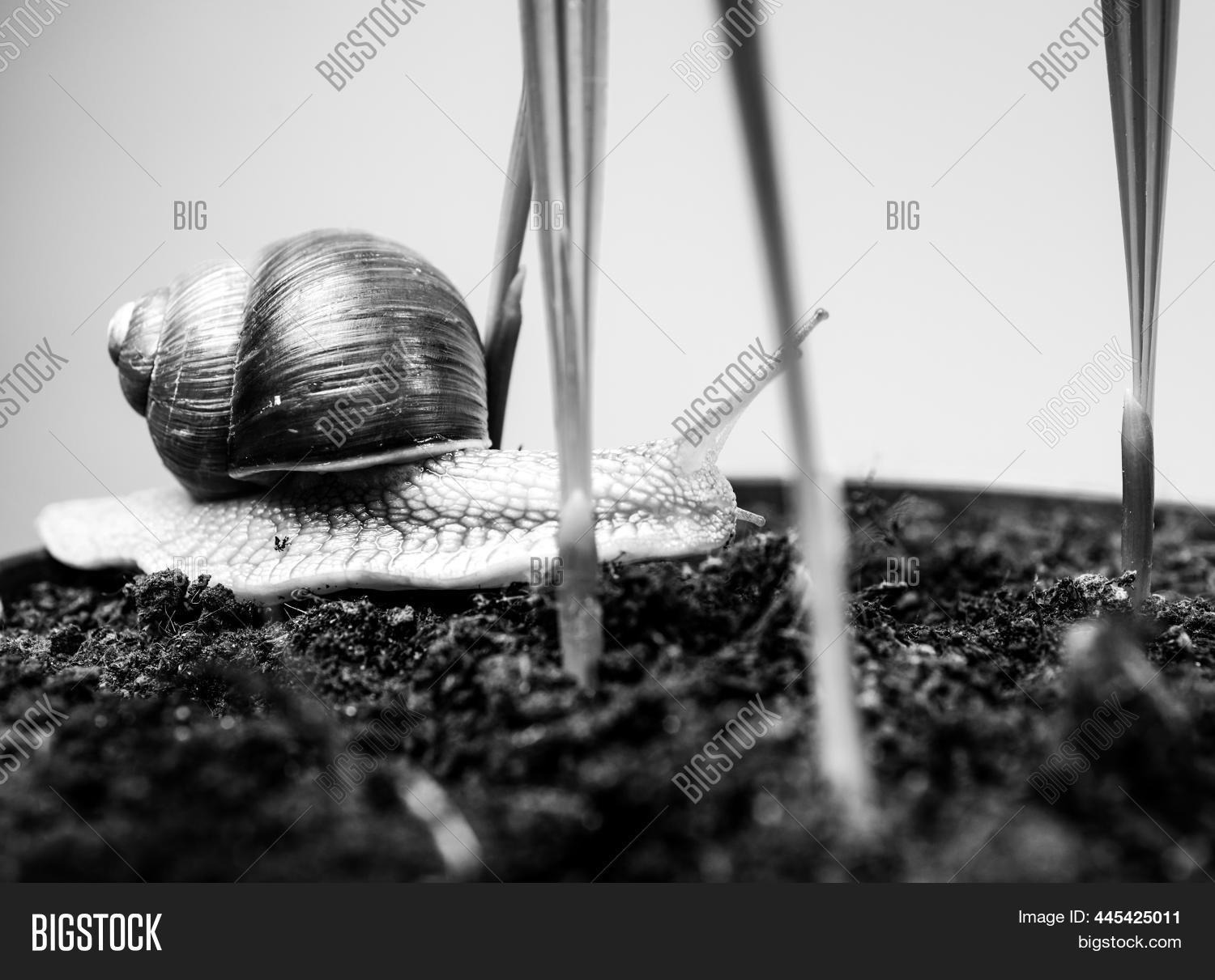Adorable Snail Close Image & Photo (Free Trial) Bigstock