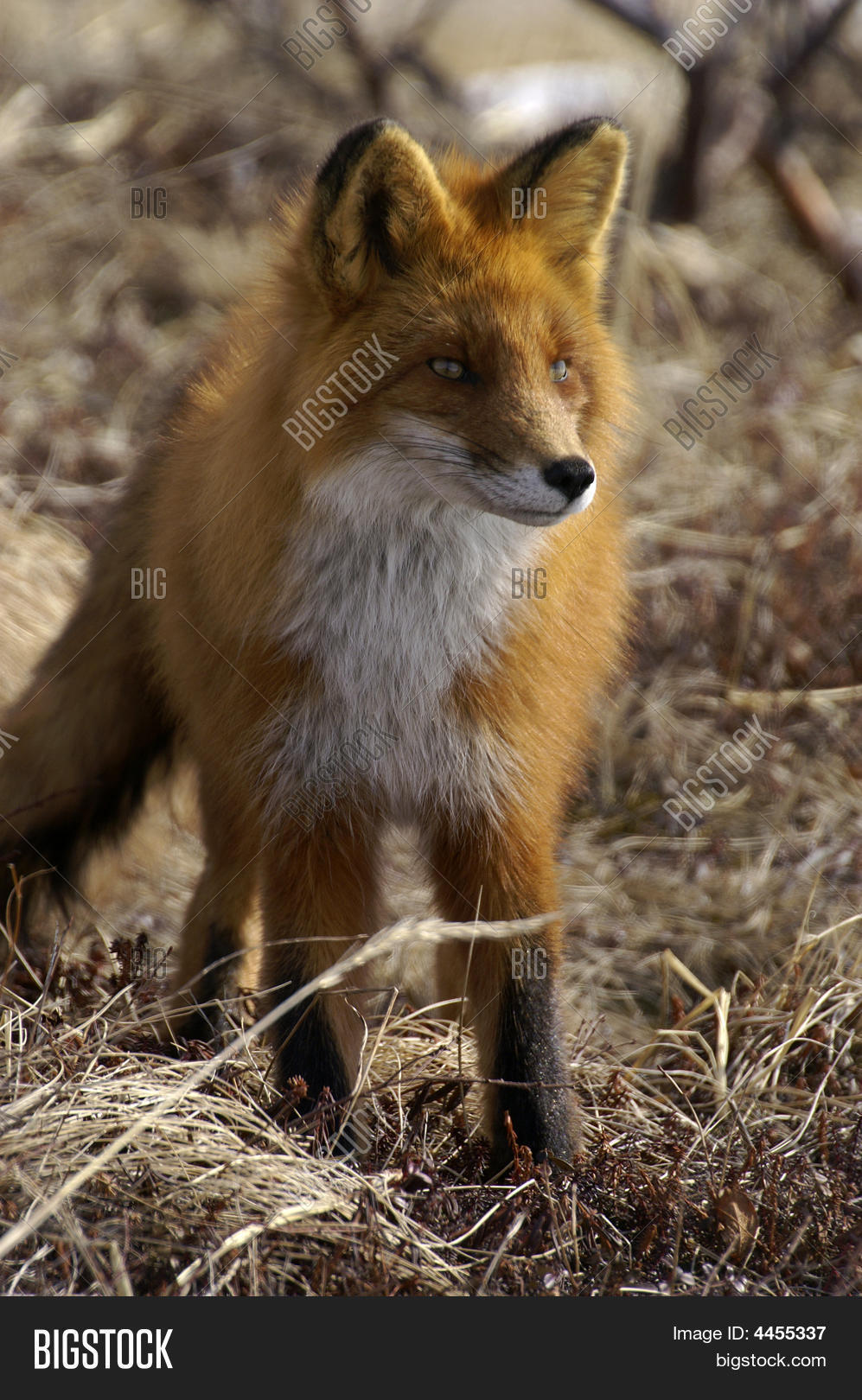 Image Preview