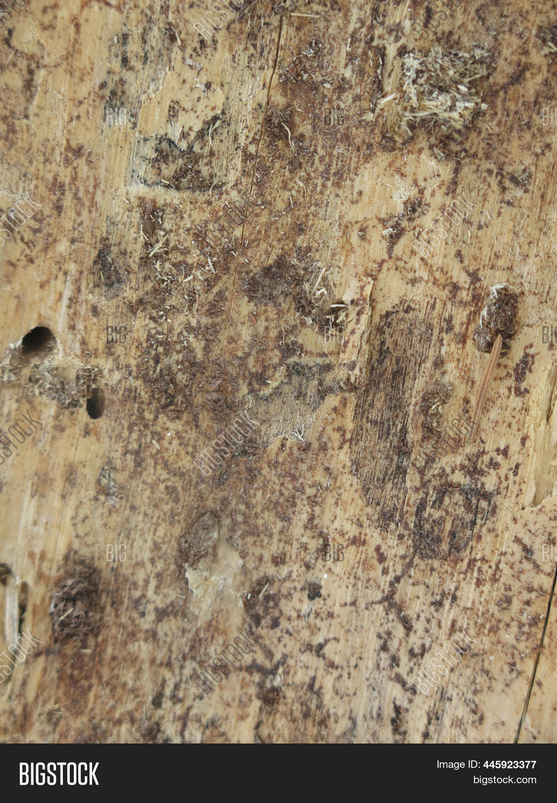 Texture Dry Rotten Image & Photo (Free Trial) | Bigstock