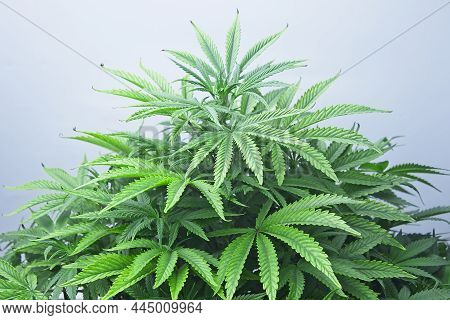 Growing Cannabis Plant