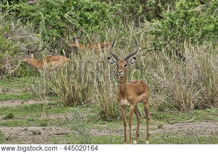 Antelope In The National Park Tsavo East, Tsavo West And Amboseli In Kenya