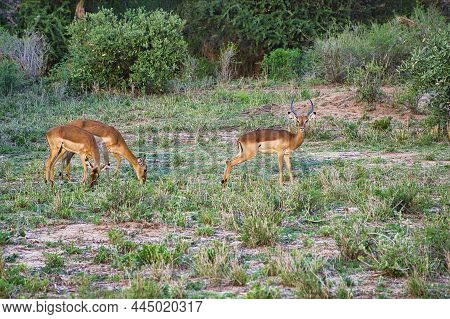 Antelope In The National Park Tsavo East, Tsavo West And Amboseli In Kenya