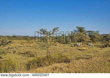 Antelope In The National Park Tsavo East, Tsavo West And Amboseli In Kenya