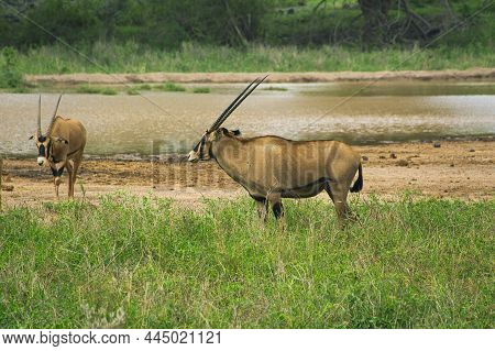 Antelope In The National Park Tsavo East, Tsavo West And Amboseli In Kenya