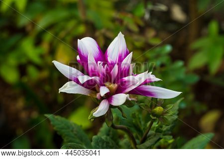 Close-up Photo Of Dahlia Pinnata Flower In Purple And White Colors With Natural Background