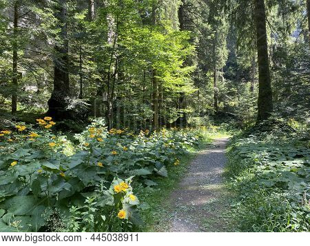 Marked Tourist-hiking Trail In Golubinjak Forest Park Or Cave Trail In Gorski Kotar - Sleme, Croatia