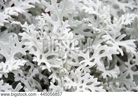 Cineraria Silver Dust. Plants For Decorative Gardening. Beautiful Silver Dust Cineraria Maritima In 