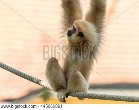 A Young Lar Gibbon (hylobates Lar) Climbing On Ropes, Sunny Day In Summer, Vienna (austria)