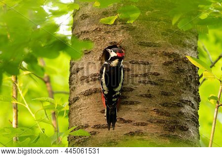 A Male Great Spotted Woodpecker Sitting On Tree In Front Of Nest, Deciduous Forest
