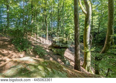 Hill With Abundant Green Leafy Trees With Thin Trunks With A Rock Formation With Moss In The Backgro