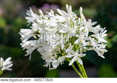 Close Up Of White Agapanthus (agapanthus Praecox) Flowers In Bloom
