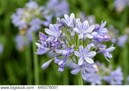 Common Agapanthus (agapanthus Praecox) Flowers