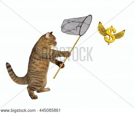 A Beige Cat With A Butterfly Net Catches Gold Winged Dollars. White Background. Isolated.
