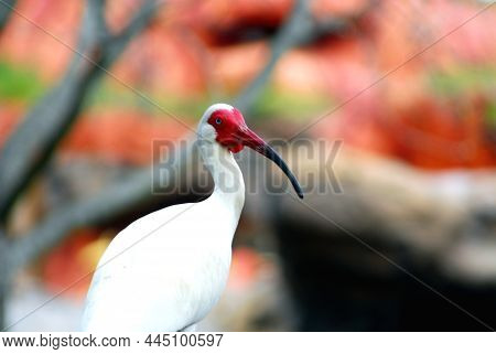 The Mystery Of Thoth, A White Ibis In Florida