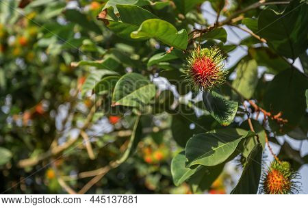 The Red Rambutan Is On The Rambutan Tree. Appetizing Thai Fruit. Tropical Fruit, Rambutan Tree Backg