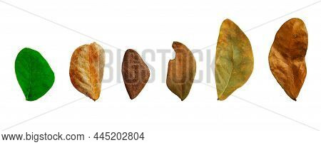 Isolated Albizia Lebbeck Leaves With Clipping Path On White Background